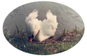 Dieser Schwan wollte mir gefallen, oder er ist von Leuten verwöhnt worden!