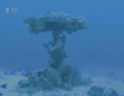 Korallen an Kampfwagen