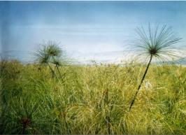 Auf dem Hulesee in Israel